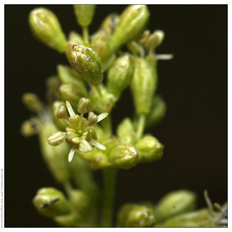 Изображение особи Silene borysthenica.