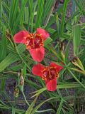 Tigridia pavonia