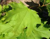 Acer platanoides. Нормальный лист. Украина, г. Запорожье, парк им. Ю. Гагарина, в культуре. 04.05.2013.