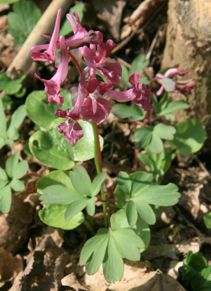 Image of Corydalis caucasica specimen.