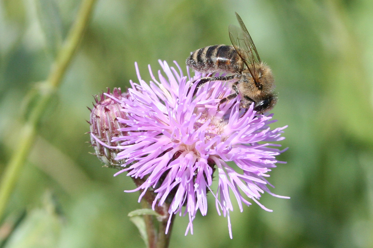 Изображение особи Cirsium setosum.