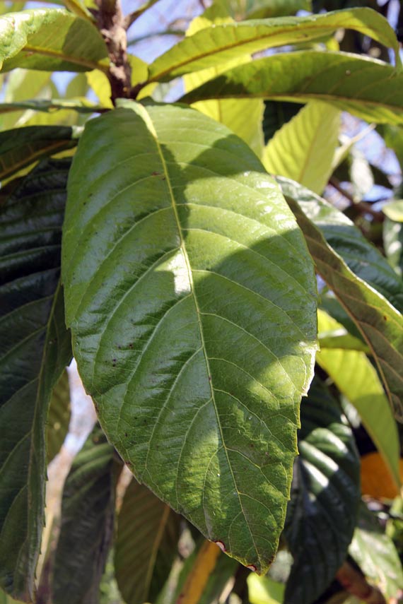 Изображение особи Eriobotrya japonica.