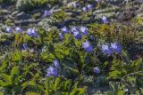 Campanula lasiocarpa