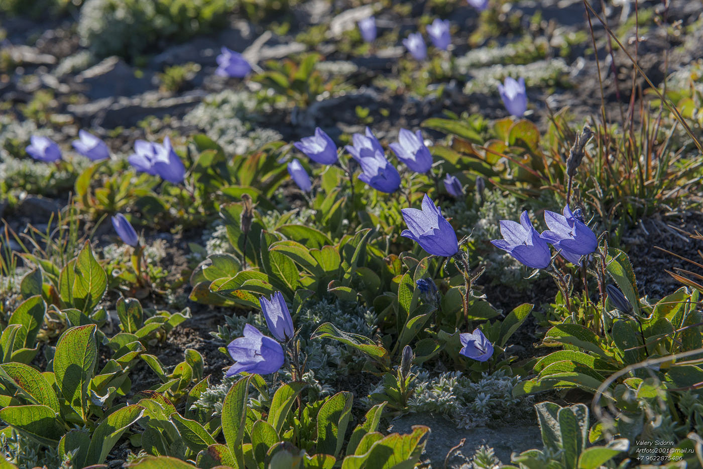 Image of Campanula lasiocarpa specimen.