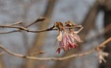 Lonicera praeflorens