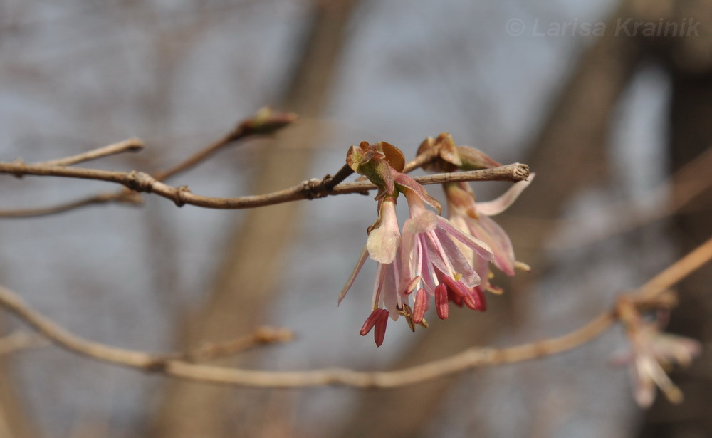 Image of Lonicera praeflorens specimen.