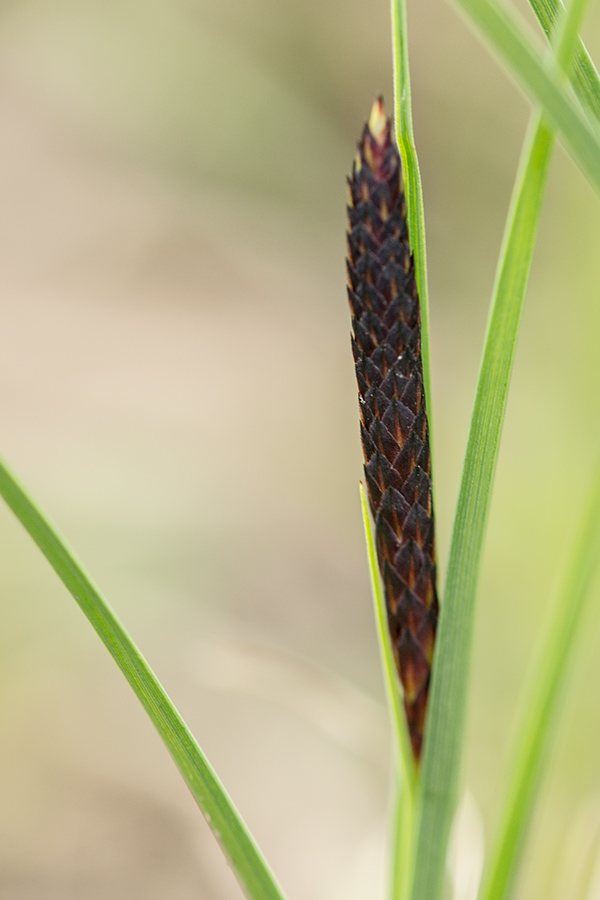 Image of Carex melanostachya specimen.