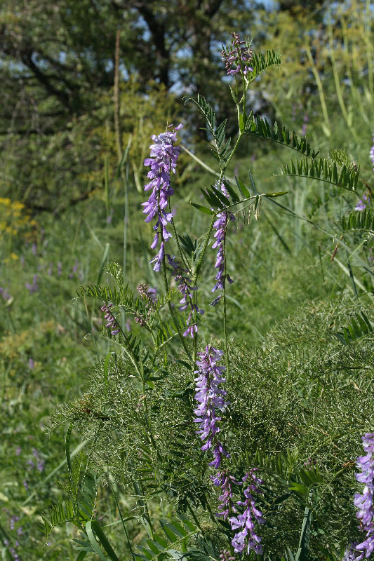 Image of Vicia tenuifolia specimen.