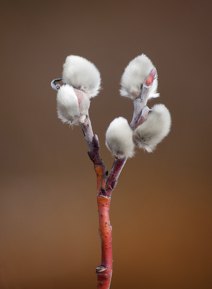 Image of Salix lapponum specimen.