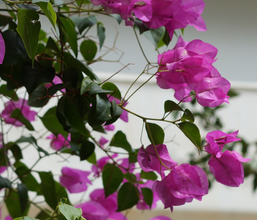 Изображение особи род Bougainvillea.