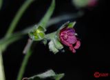 Cynoglossum officinale