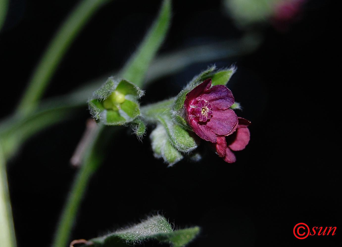 Изображение особи Cynoglossum officinale.