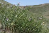 Astragalus oropolitanus
