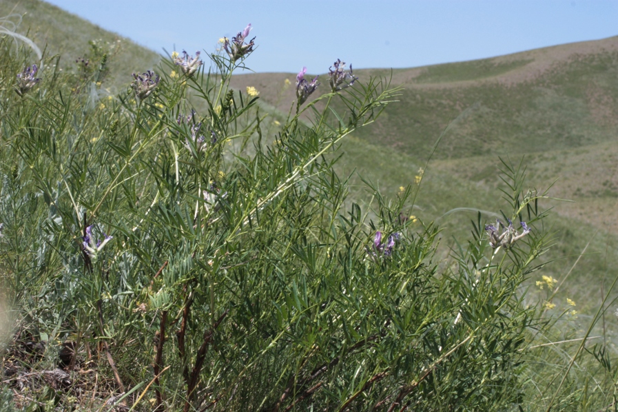 Изображение особи Astragalus oropolitanus.