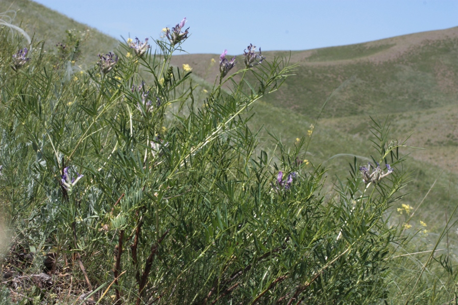 Image of Astragalus oropolitanus specimen.