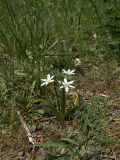 Ornithogalum montanum. Цветущее растение. Азербайджан, Лерикский р-н, с. Госмальян. 03.05.2014.