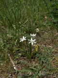 Ornithogalum montanum