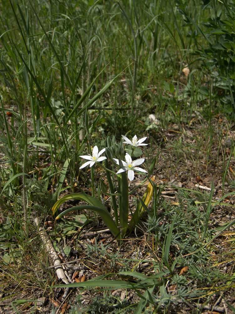 Изображение особи Ornithogalum montanum.