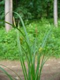 Carex michelii. Цветущее растение. Ставропольский край, г. Кисловодск, парк, сосняк, в подлеске. 27.05.2014.