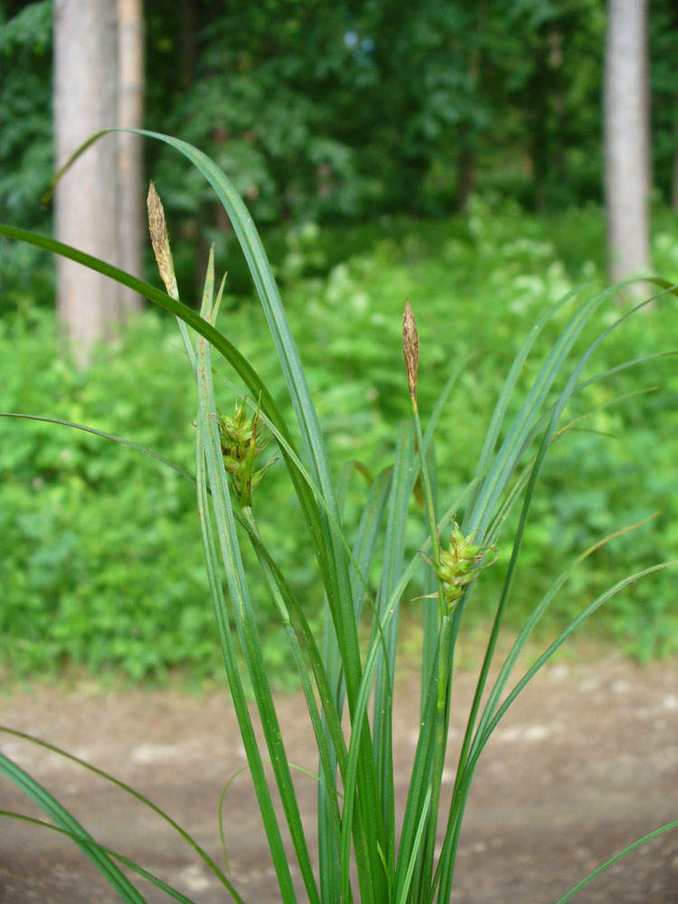 Изображение особи Carex michelii.