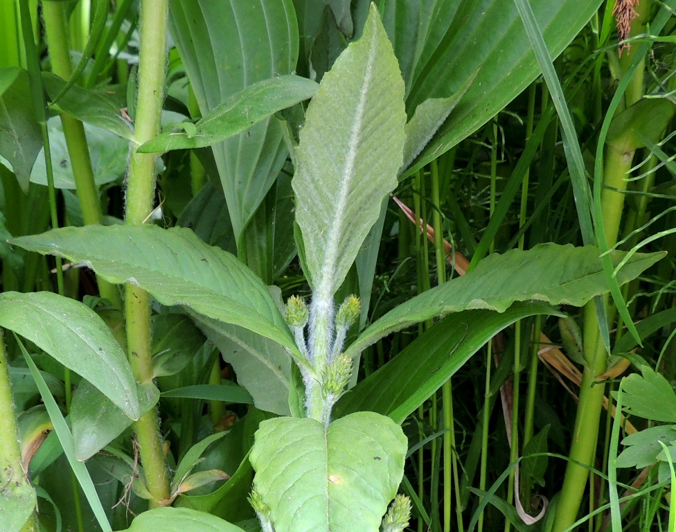 Image of Naumburgia thyrsiflora specimen.