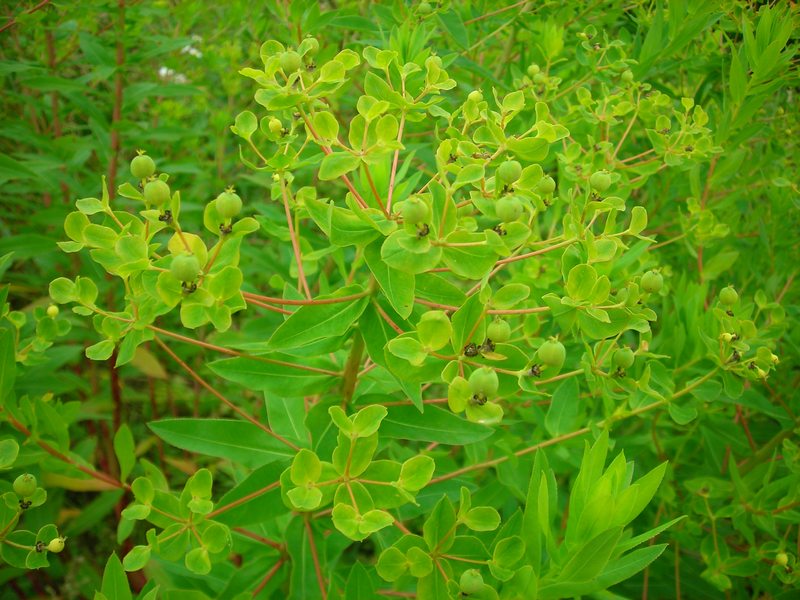 Image of Euphorbia semivillosa specimen.