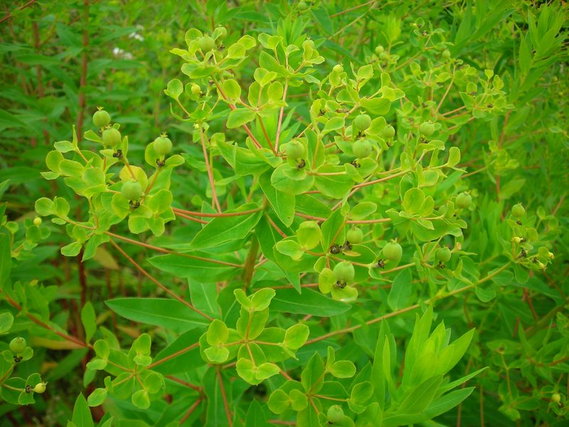 Изображение особи Euphorbia semivillosa.