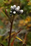 Saussurea alpina. Цветонос с нераскрывшимися корзинками. Мурманская обл., окр г. Мурманск, Лисья сопка, тундра на северном склоне. Конец августа 2008 г.