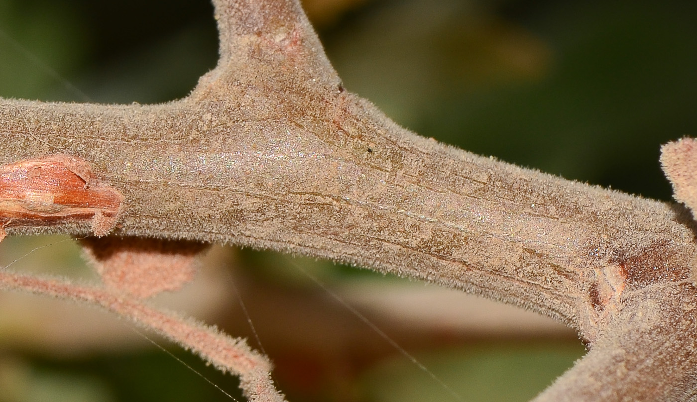 Изображение особи Bursera hindsiana.