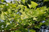 Ginkgo biloba. Средняя часть ветви. Германия, г. Дюссельдорф, Ботанический сад университета. 02.06.2014.