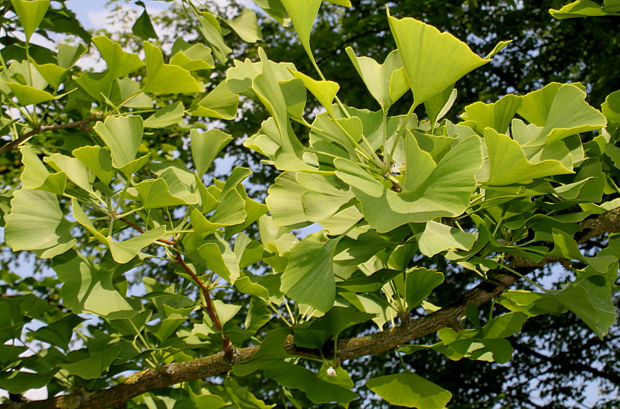 Image of Ginkgo biloba specimen.