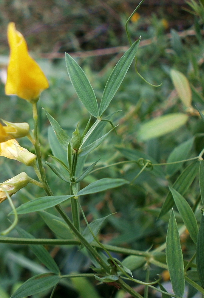 Изображение особи Lathyrus pratensis.