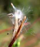 Epilobium tetragonum