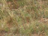 Bothriochloa ischaemum. Цветущие растения. Ростовская обл., Неклиновский р-н, Андреево-Мелентьевское с/п, дол. р. Миус. 24.07.2014.