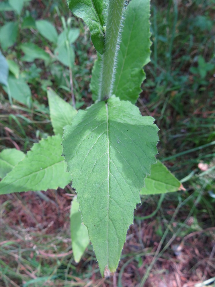 Изображение особи Arabis pendula.