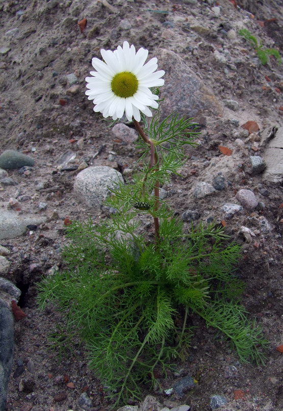 Изображение особи Tripleurospermum subpolare.