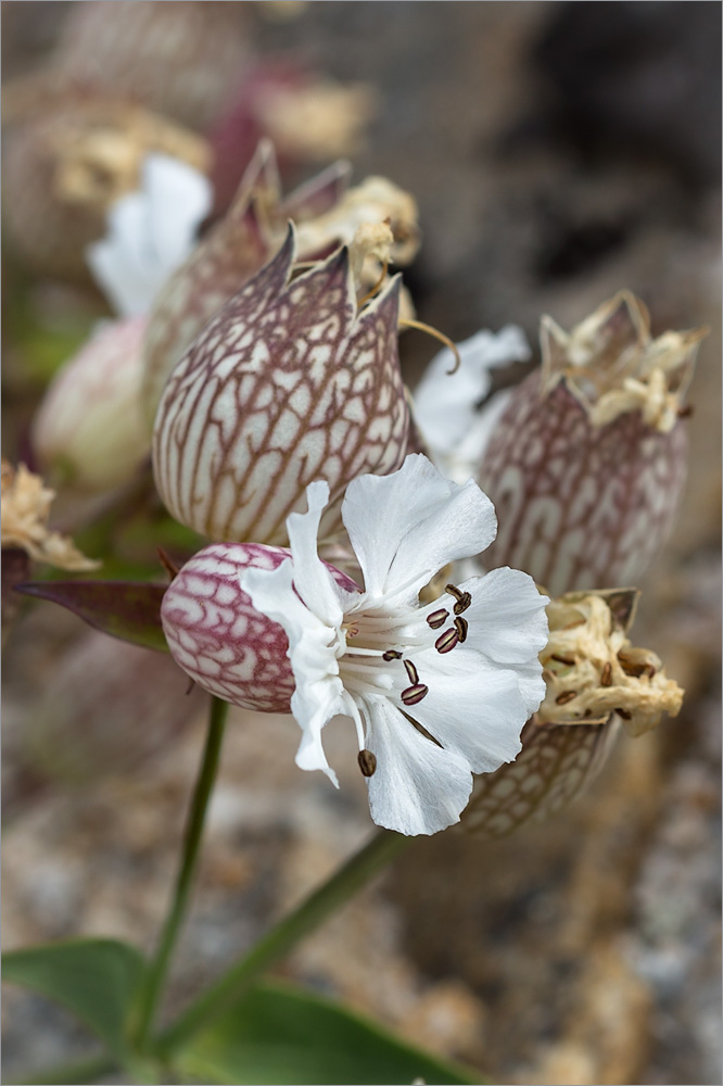 Изображение особи Oberna uniflora.