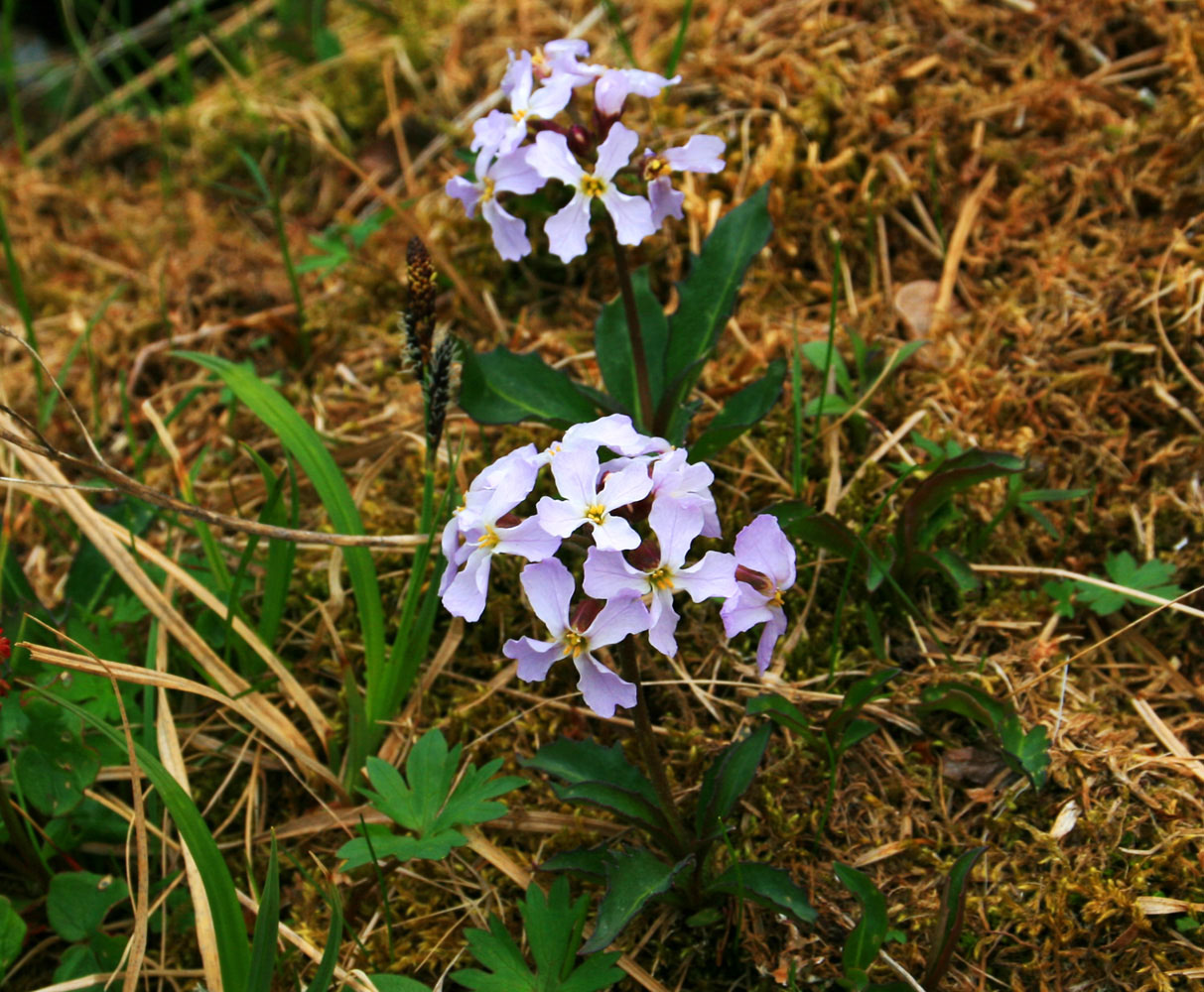 Изображение особи Parrya nudicaulis.