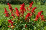 Salvia splendens