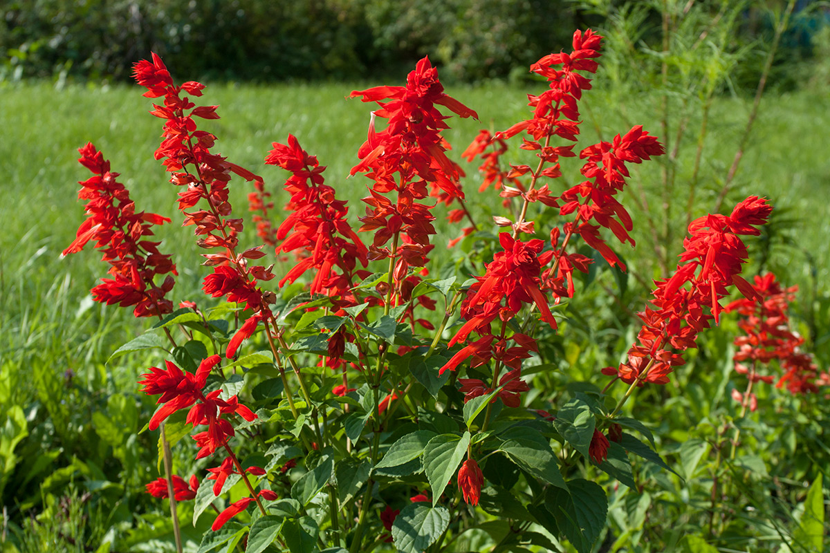 Image of Salvia splendens specimen.