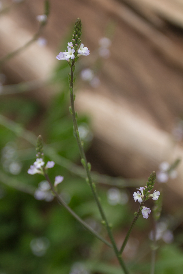 Изображение особи Verbena officinalis.