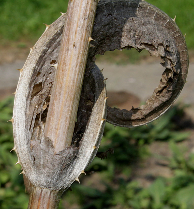 Image of Dipsacus fullonum specimen.