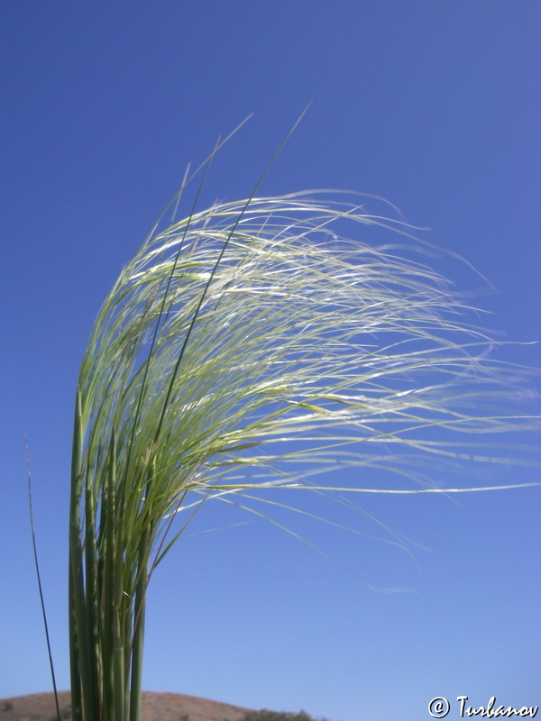 Image of Stipa capillata specimen.
