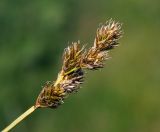 Carex leporina. Верхушка плодоносящего растения. Московская обл., Раменский р-н, окр. ж.-д. платформы Хрипань, просека под ЛЭП. 01.07.2014.