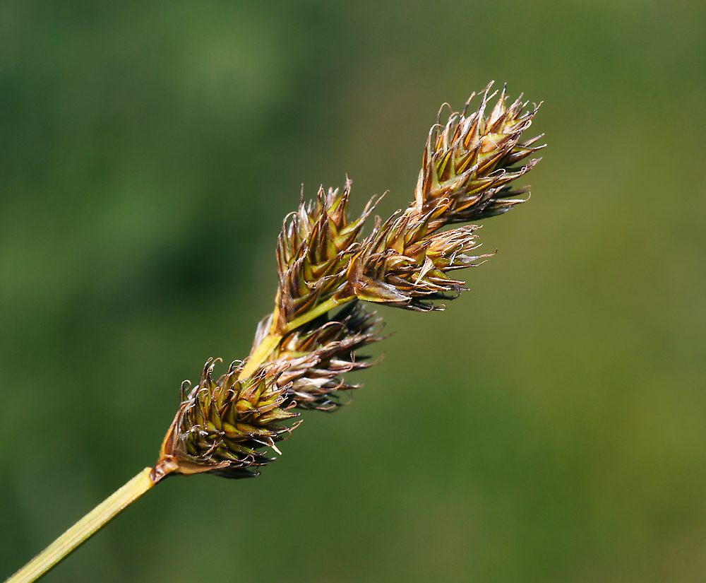 Изображение особи Carex leporina.