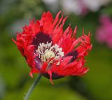 Papaver somniferum