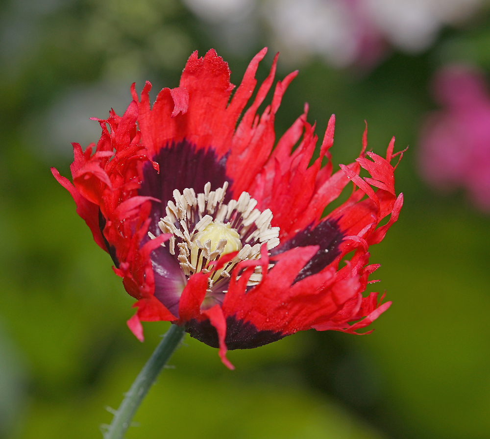 Изображение особи Papaver somniferum.