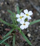 Dontostemon integrifolius