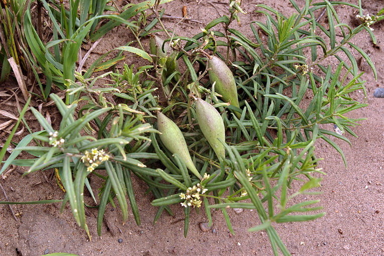 Image of Vincetoxicum sibiricum specimen.