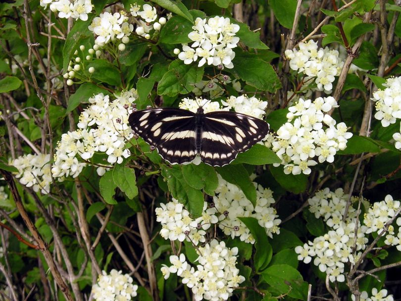 Image of Deutzia parviflora specimen.